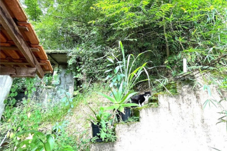 Terreno Residencial à venda, Morro de Nova Cintra, Santos - TE0034.