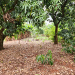 Chácara à venda com 2 quartos em Jardim Califórnia, Araraquara, SP