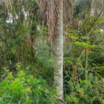 Casa à venda com 4 quartos, sendo 2 suítes, no condomínio Associação Reserva das Hortênsias, Mairiporã - SP