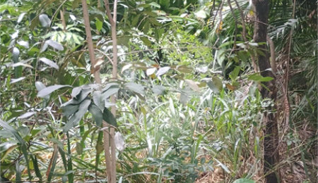 Terreno à venda em Pedra de Guaratiba, Rio de Janeiro, RJ