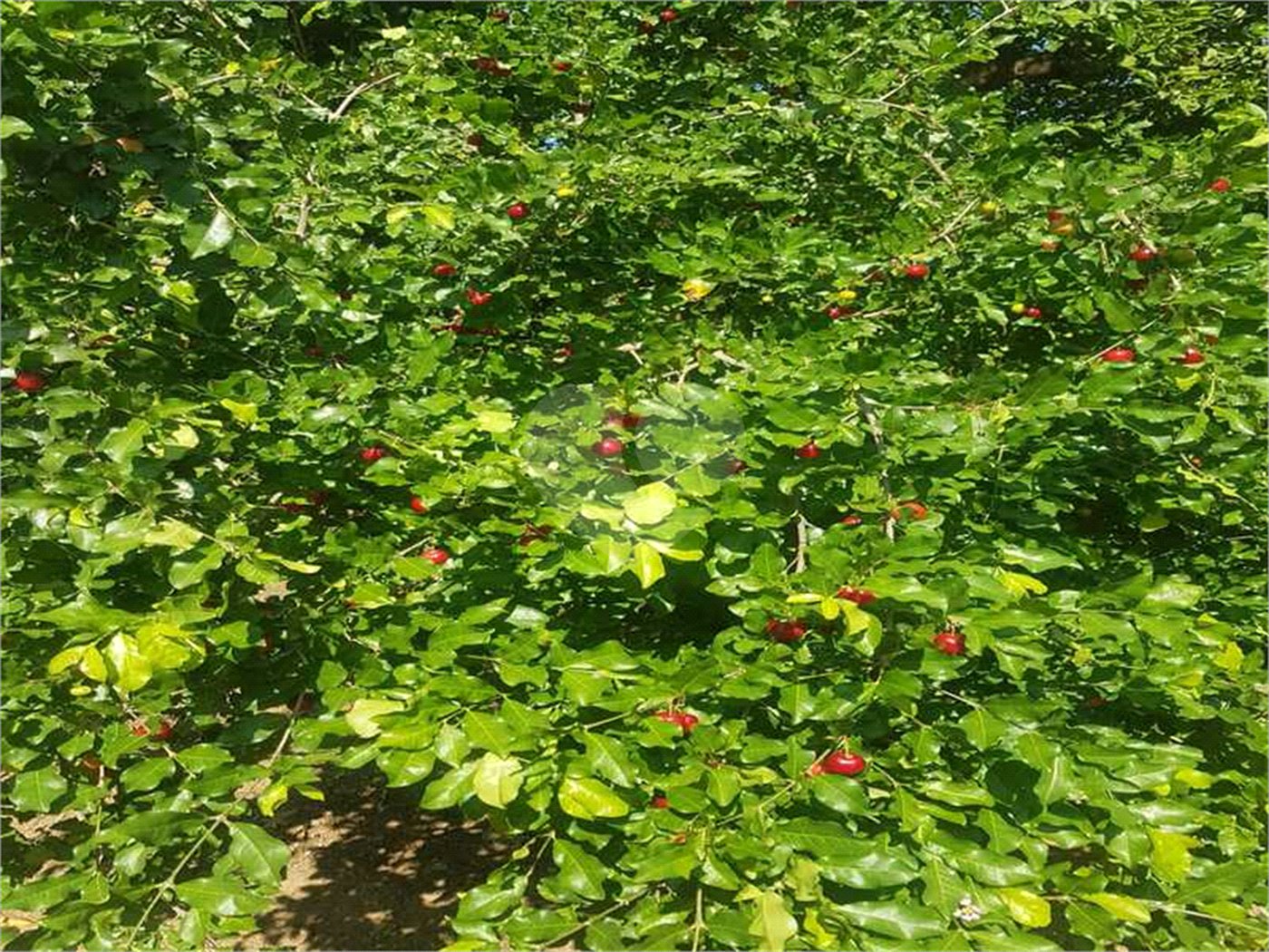 Fazenda à venda com 2 quartos em Canabrava, João Pinheiro, MG