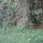 Terreno à venda no condomínio Associação Reserva das Hortênsias, Mairiporã - SP
