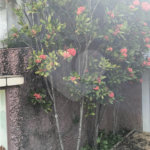 Casa à venda com 3 quartos, sendo 1 suíte, em Tremembé, São Paulo, SP
