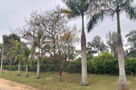 Chácara à venda com 2 quartos, sendo 1 suíte, em Terras de San Thomé, Porto Feliz, SP