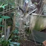 Terreno à venda com 1 quarto em Chora Menino, São Paulo, SP