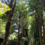 Terreno à venda no condomínio Chácara Flora, São Paulo - SP