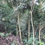 Terreno à venda em Serra da Cantareira, Mairiporã, SP