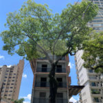 Apartamento à venda com 2 quartos, sendo 1 suíte, em Água Fria, São Paulo, SP