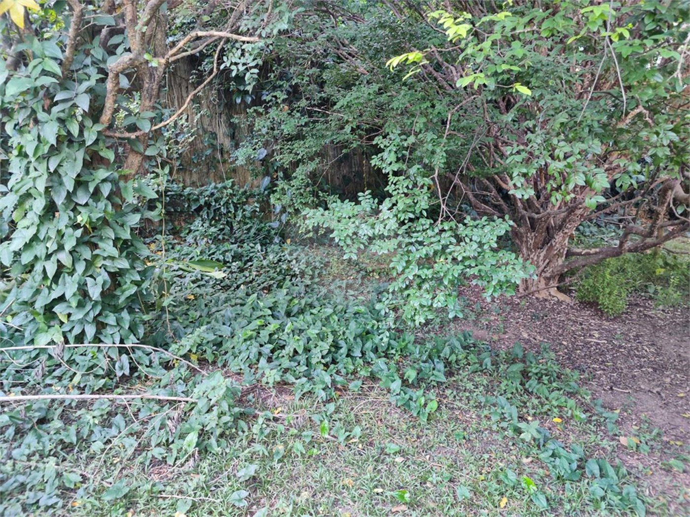 Terreno à venda em Tucuruvi, São Paulo, SP