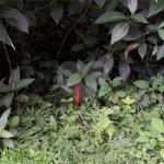 Terreno à venda no condomínio Campos de Mairiporã Gleba 1, Mairiporã - SP