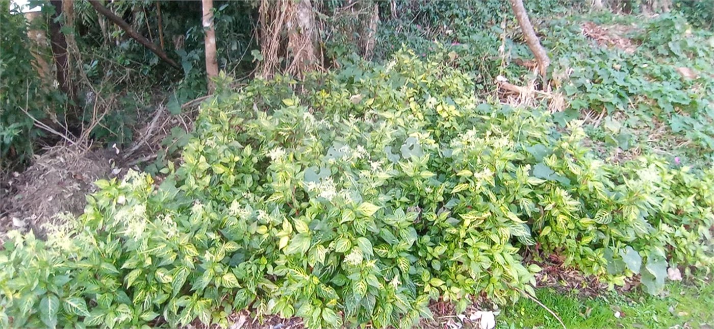Terreno à venda no condomínio Sausalito, Mairiporã - SP