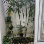 Sobrado à venda com 3 quartos, sendo 1 suíte, em Horto, São Paulo, SP