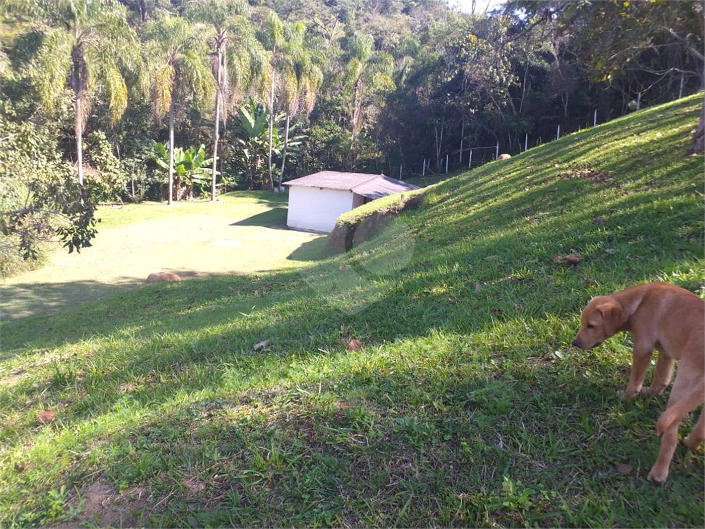 Sítio à venda com 4 quartos, sendo 1 suíte,  em Cruz das Almas, Biritiba-mirim, SP
