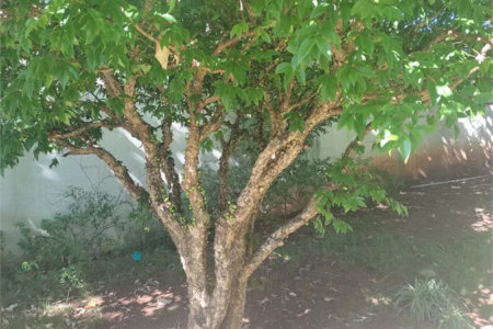 Apartamento à venda com 2 quartos em Jardim Esmeralda, São Paulo, SP