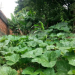 Terreno à venda em Imirim, São Paulo, SP
