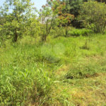 Chácara à venda com 1 quarto em Cruz das Almas, Biritiba-mirim, SP