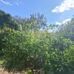 Casa à venda com 2 quartos em Morro do Alto, Itapetininga, SP