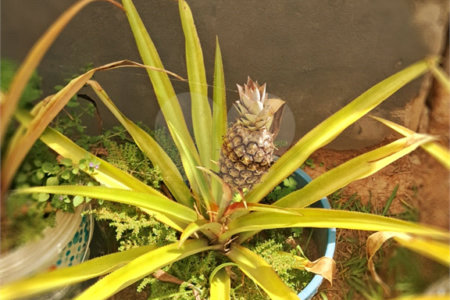 Chácara à venda com 8 quartos, sendo 5 suítes, em Chácara Belvedere, Indaiatuba, SP