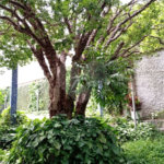 Sobrado à venda com 3 quartos, sendo 1 suíte, em Vila Nova Mazzei, São Paulo, SP