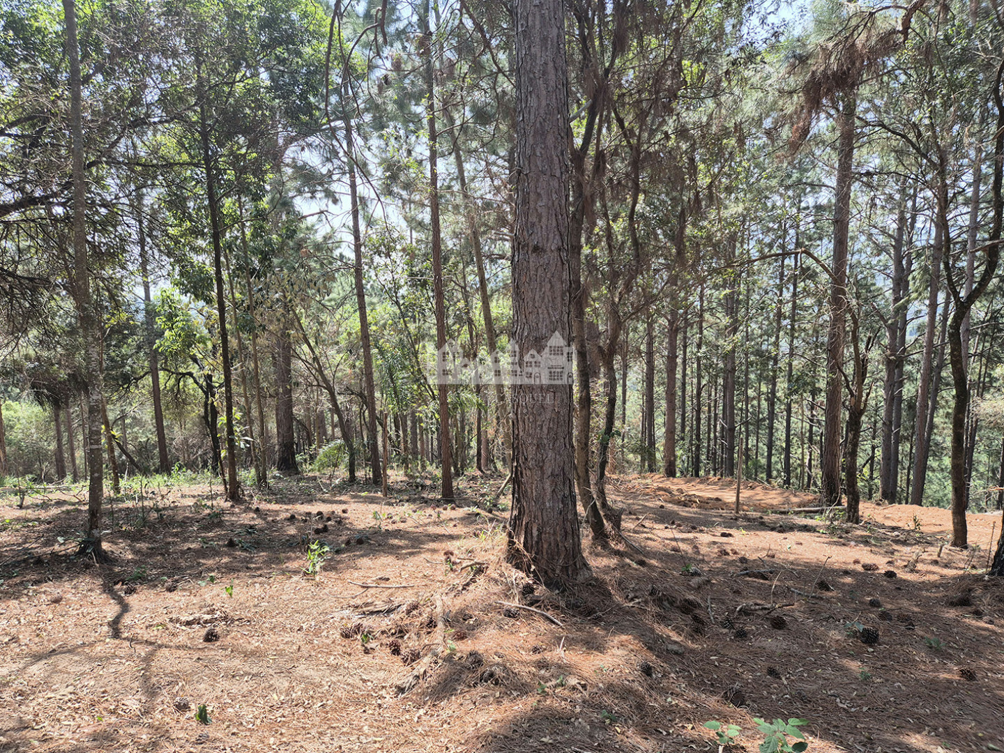 Terreno, 2 hectares - Foto 7