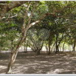 Terreno à venda no condomínio Mogi dos Pássaros, Belmonte - BA