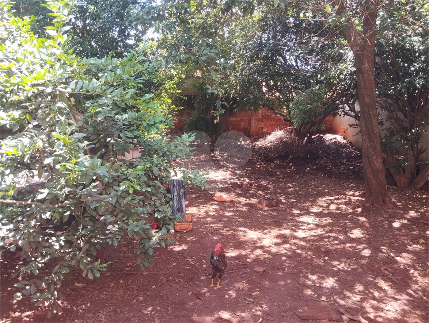 Casa à venda com 3 quartos em Jardim Santa Lúcia, Araraquara, SP