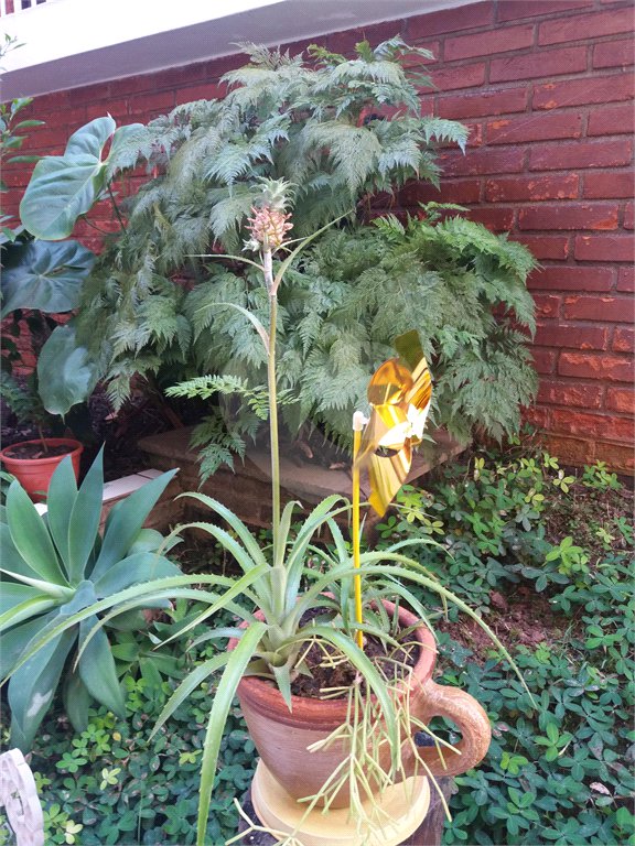 Sobrado à venda com 3 quartos, sendo 1 suíte, em Jardim Japão, São Paulo, SP