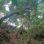 Terreno à venda em Vila Sol Nascente, Suzano, SP