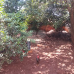 Casa à venda com 3 quartos em Jardim Santa Lúcia, Araraquara, SP