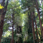 Terreno à venda no condomínio Chácara Flora, São Paulo - SP