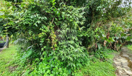 Terreno à venda em Riviera de São Lourenço, Bertioga, SP