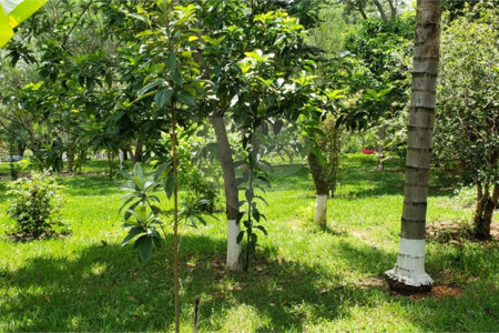 Sitio para venda.