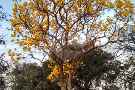 Chácara em Araraquara/SP.