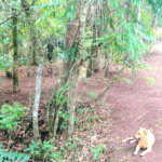 Sítio à venda no Centro, Monte Sião, MG