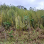 Terreno à venda em Luiz Fagundes, Mairiporã, SP