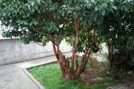 Sobrado à venda com 3 quartos em Vila Maria Alta, São Paulo, SP