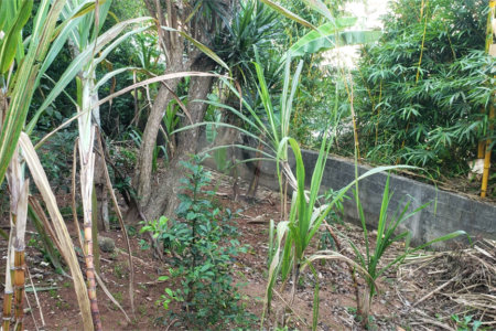Sobrado à venda com 3 quartos, sendo 1 suíte, em Horto Florestal, São Paulo, SP