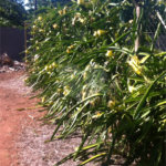 Chácara à venda com 5 quartos em Parque Planalto, Araraquara, SP