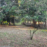 Terreno à venda em Jardim dos Estados, Ponta Porã, MS