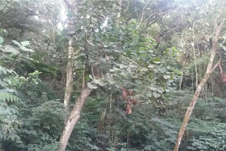 Terreno à venda em Tucuruvi, São Paulo, SP