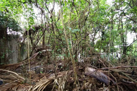 Terreno à venda em Vila Suzana, São Paulo, SP