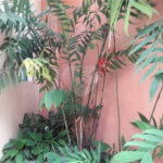 Sobrado à venda com 6 quartos, sendo 2 suítes, em Horto Florestal, São Paulo, SP