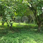 Chácara à venda com 2 quartos em Vila Caputera, Mogi das Cruzes, SP