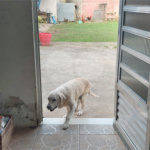 Casa à venda com 4 quartos, sendo 2 suítes, em Rio Acima, Mairiporã, SP