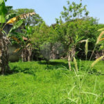 Terreno à venda em Horto Florestal, São Paulo, SP