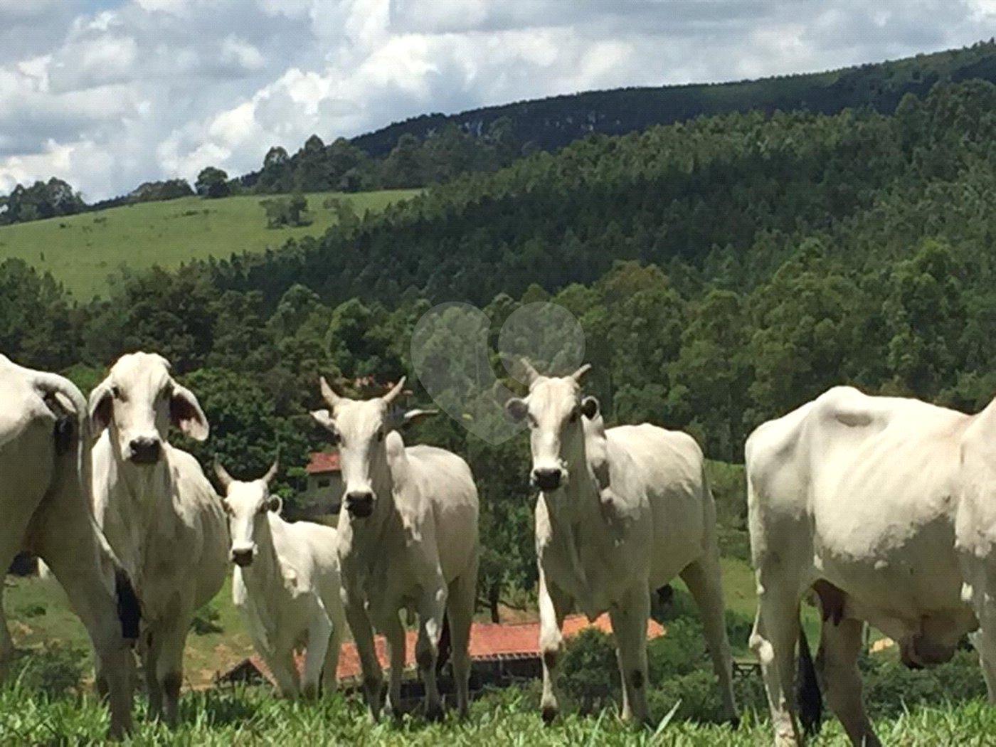 Fazenda com pasto a venda em Morungaba