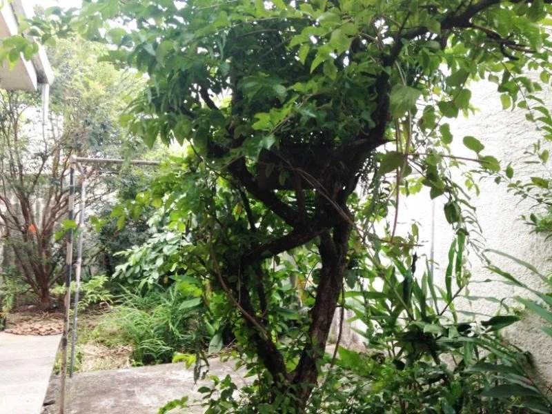 Casa Térrea à venda com 3 quartos, sendo 1 suíte, em Vila Cordeiro, São Paulo, SP