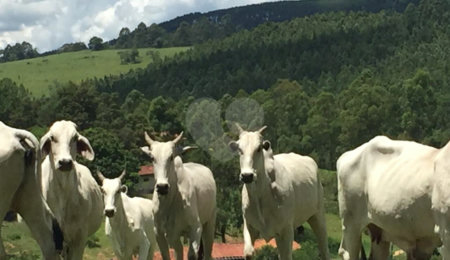 Fazenda à venda com 1 suíte no Centro, Morungaba, SP