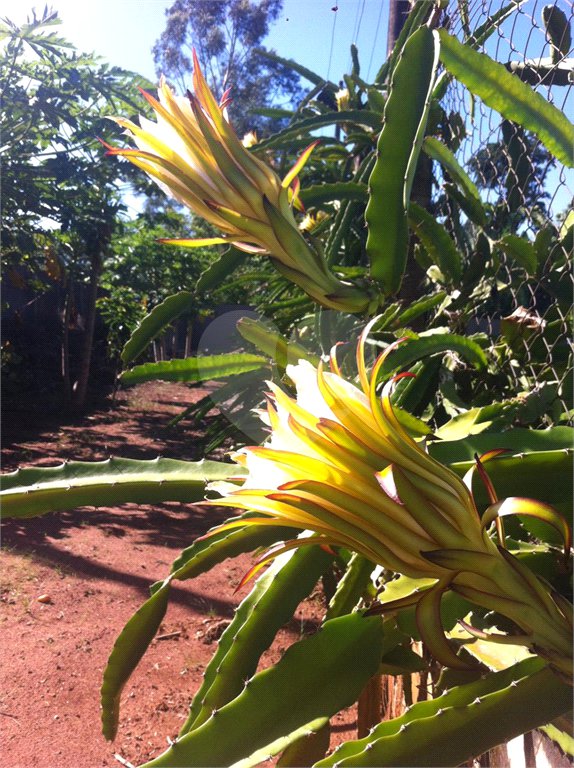 Chácara à venda com 5 quartos em Parque Planalto, Araraquara, SP