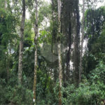 Terreno à venda em Serra da Cantareira, Mairiporã, SP